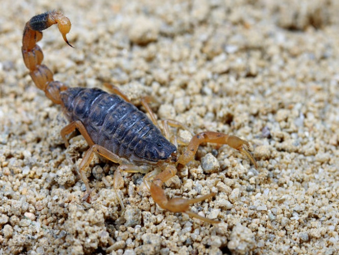 FUMIGACIONES DE ALACRANES